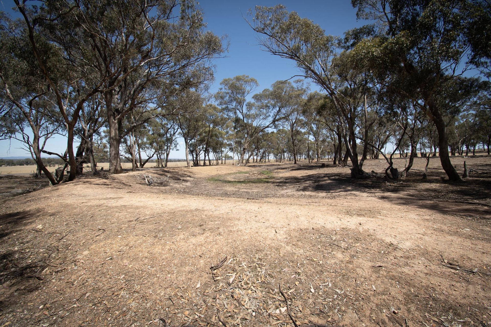 52 Tunstalls Road, Bealiba - Thumbnail 6