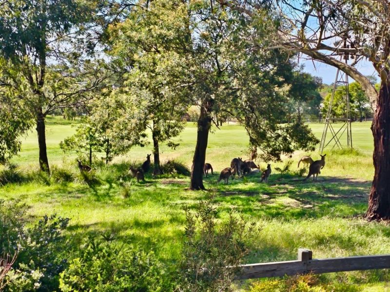 20 Maintop Ridge, Botanic Ridge VIC, Botanic Ridge - Thumbnail 6