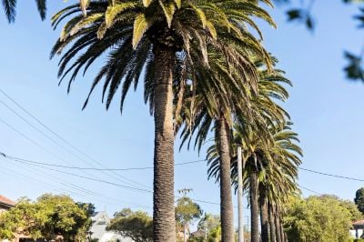 Balgowlah 1/20 Waratah Street