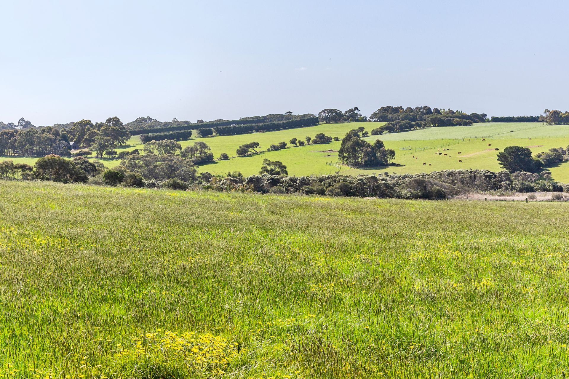 2091 Mornington-Flinders Road, Flinders, Flinders - Thumbnail 6