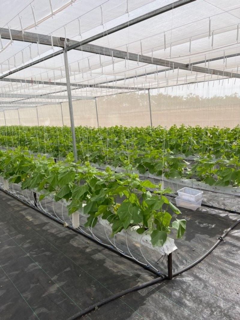 Marrakai For Sale by Farmbuy.com - image 11