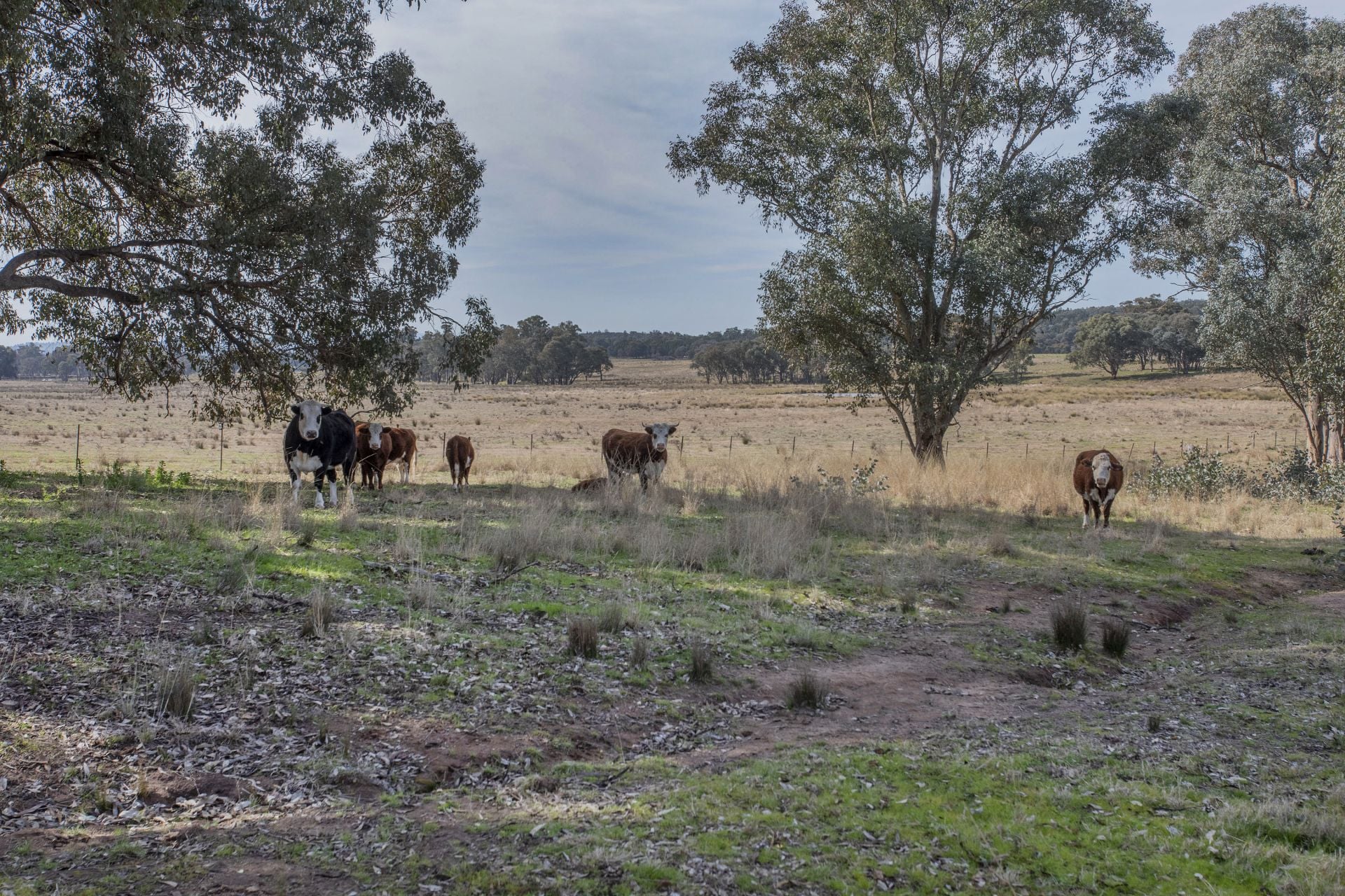 367 Stoney Hill Road, Cowra NSW, Cowra - Thumbnail 2