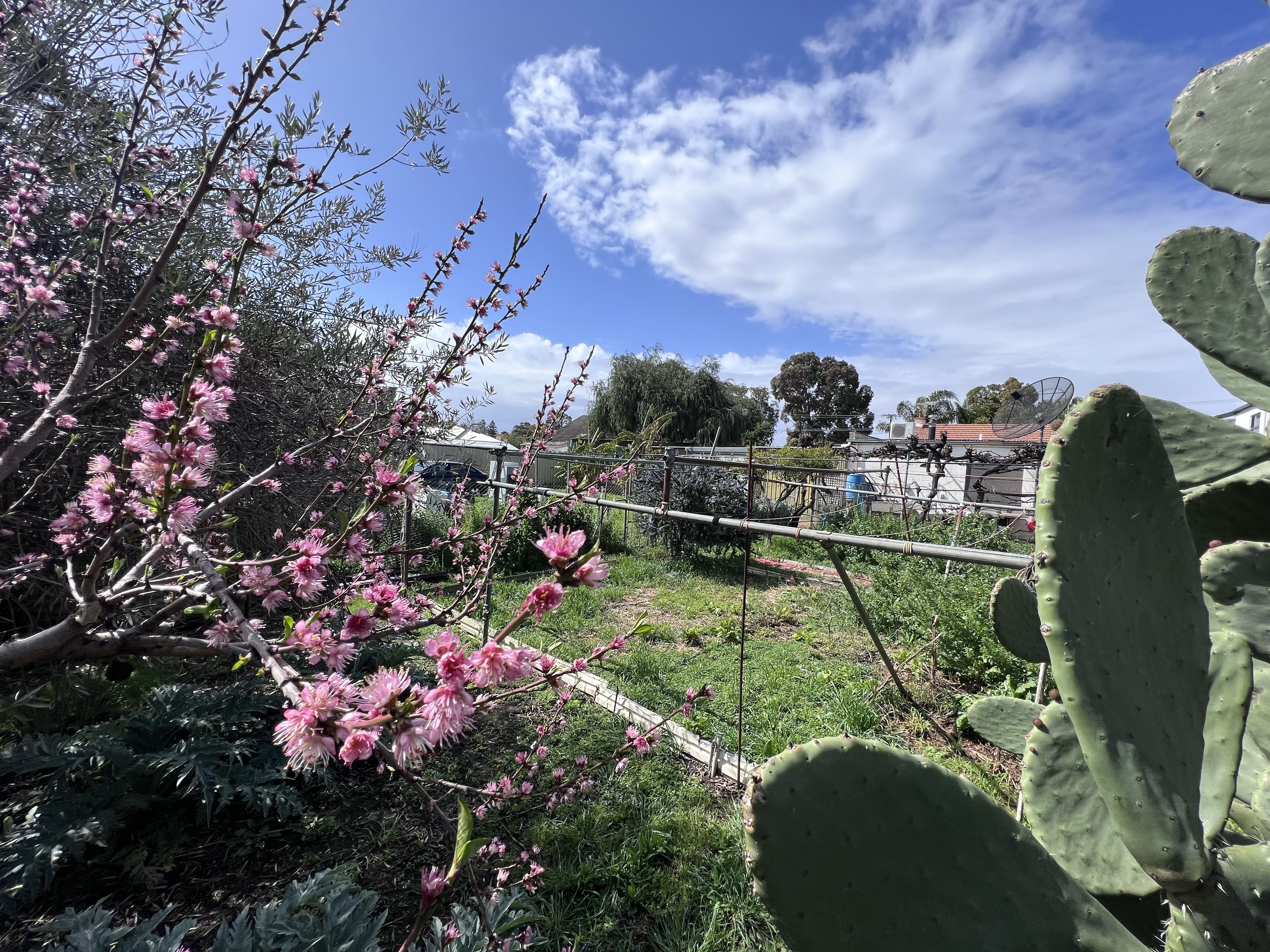 8 Torrens Ave, Lockleys SA 5032