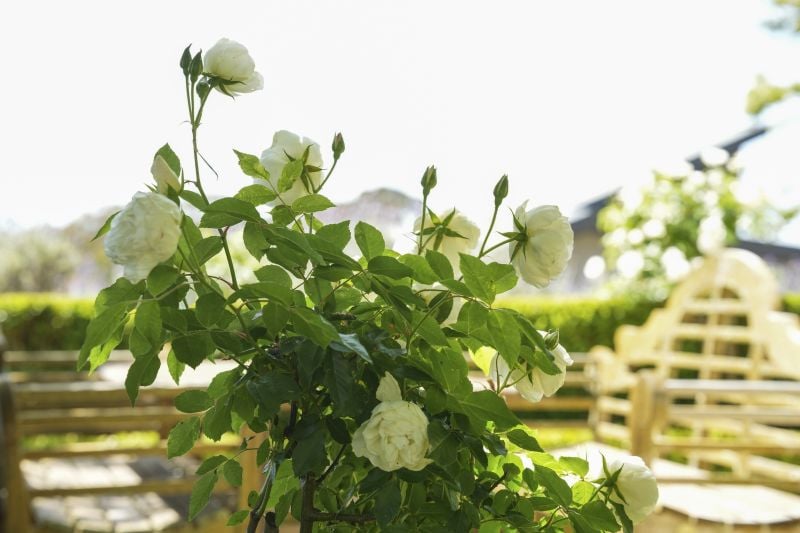 Retirement village like no other ($50,000 REBATE**)