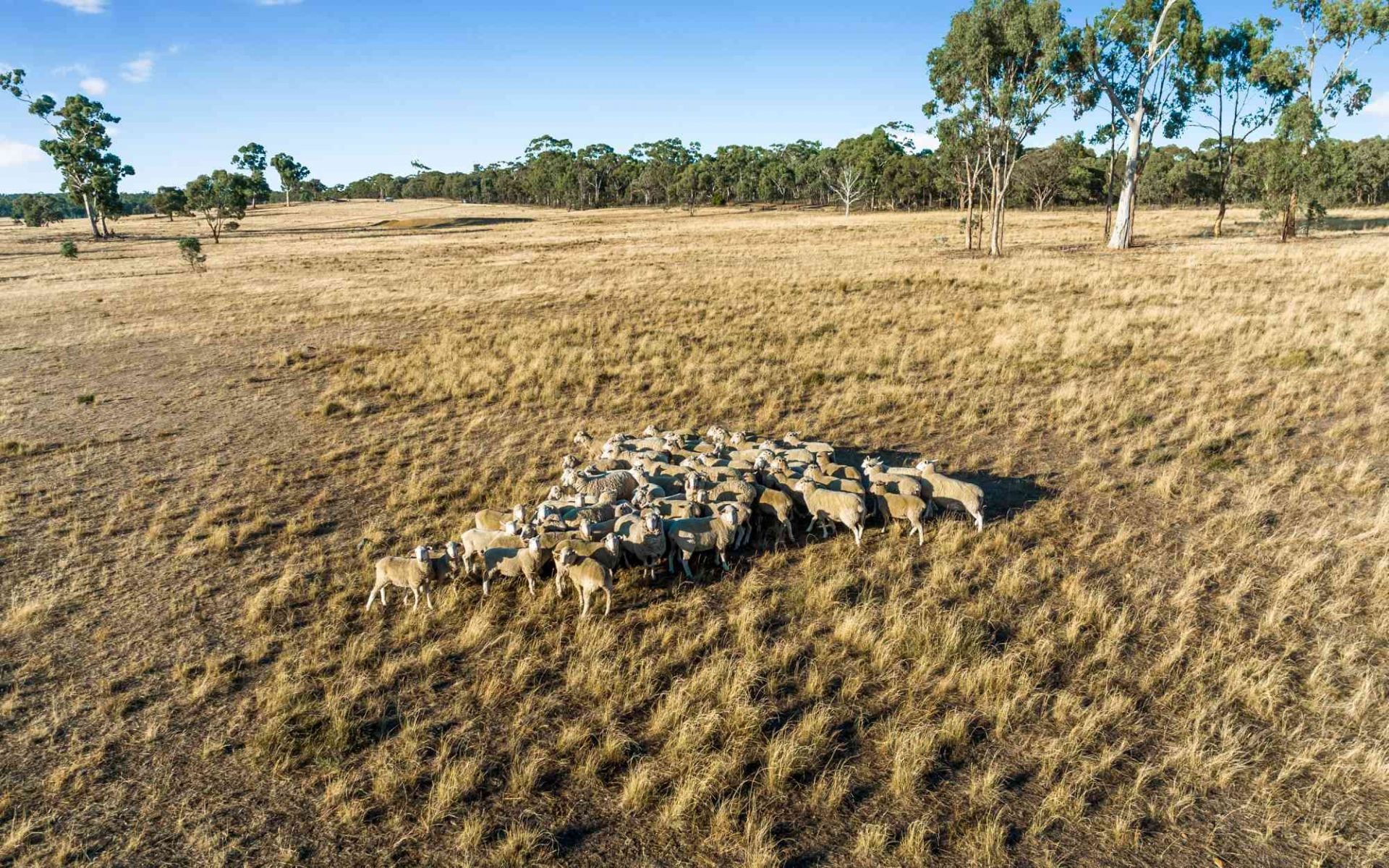 2/ Gleesons Road, Axe Creek, Axe Creek, Axe Creek - Thumbnail 7
