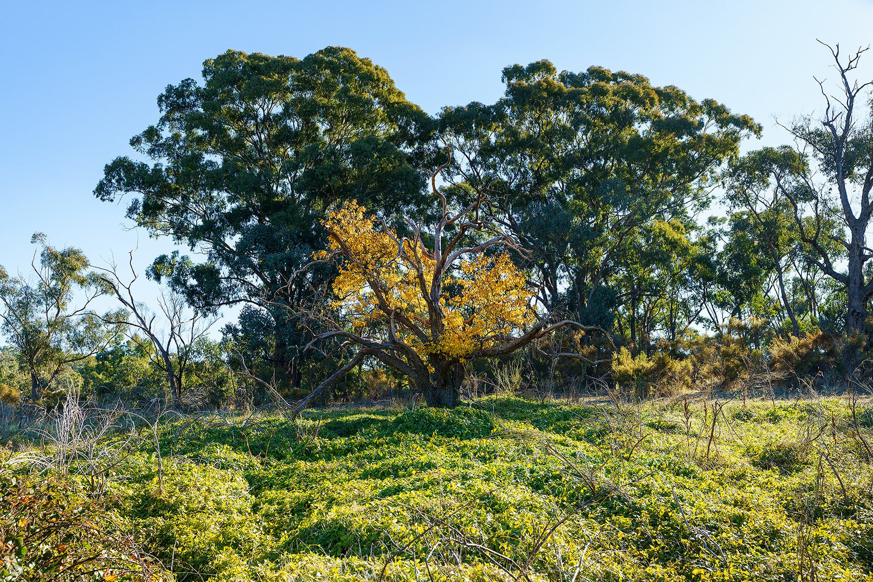 C/A 15/ Vaughan-Chewton Road, Chewton VIC 3451