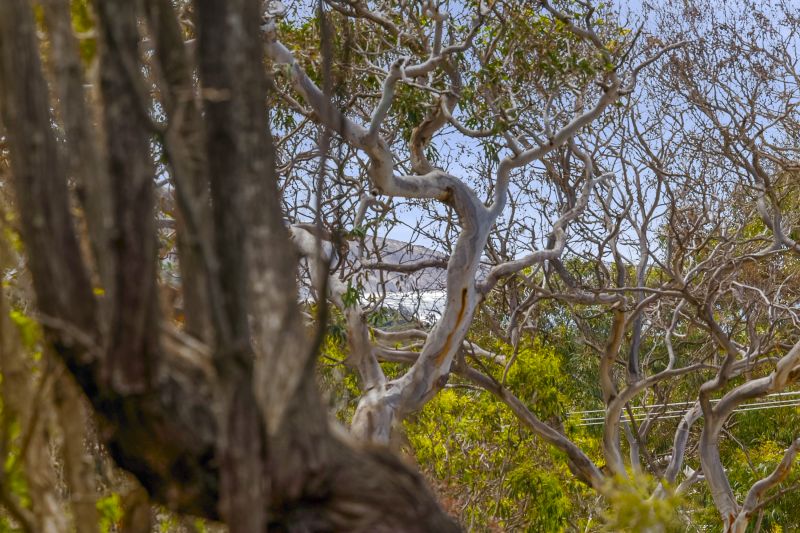 26 Parker Street, Anglesea, VIC, Anglesea - Thumbnail 5