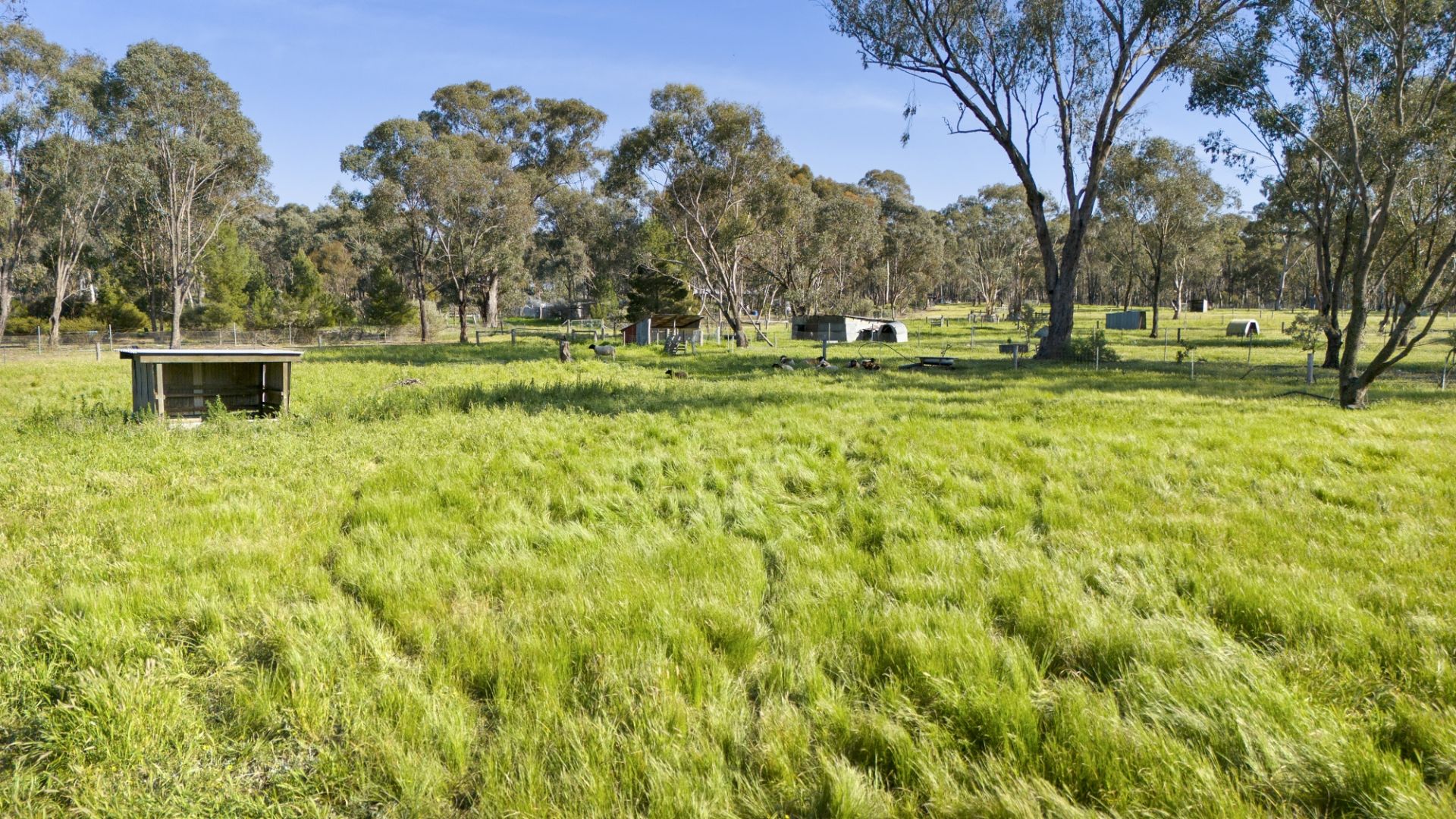 363 Tullaroop Road, Maryborough - Thumbnail 6