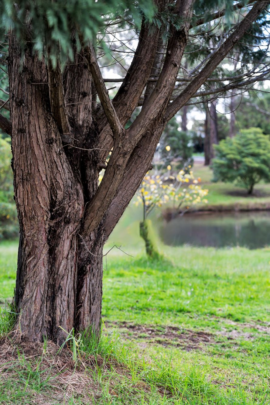 1 Jasmine Street, Colo Vale, Colo Vale - Thumbnail 8