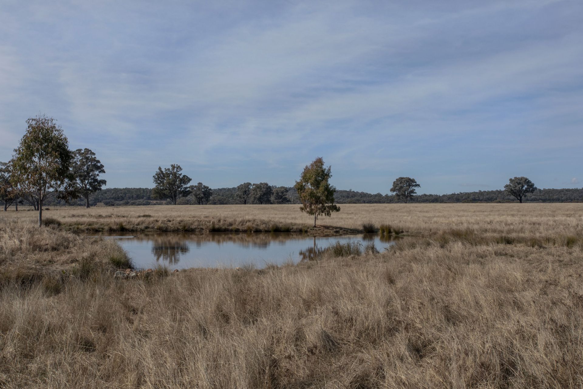 367 Stoney Hill Road, Cowra NSW, Cowra - Thumbnail 3