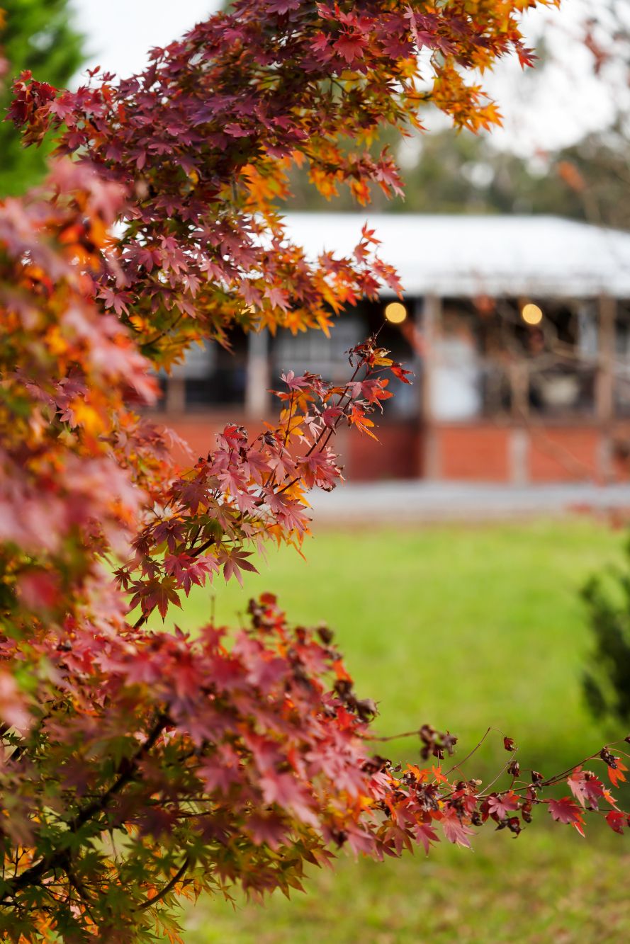 1 Jasmine Street, Colo Vale, Colo Vale - Thumbnail 5
