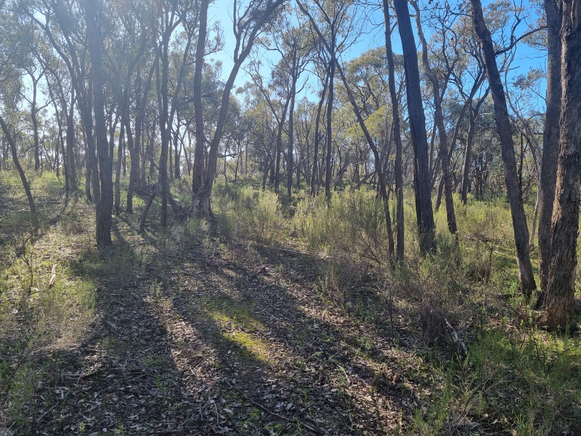 Lot 18 Native Gully Crescent Eppalock VIC, Eppalock - Thumbnail 2
