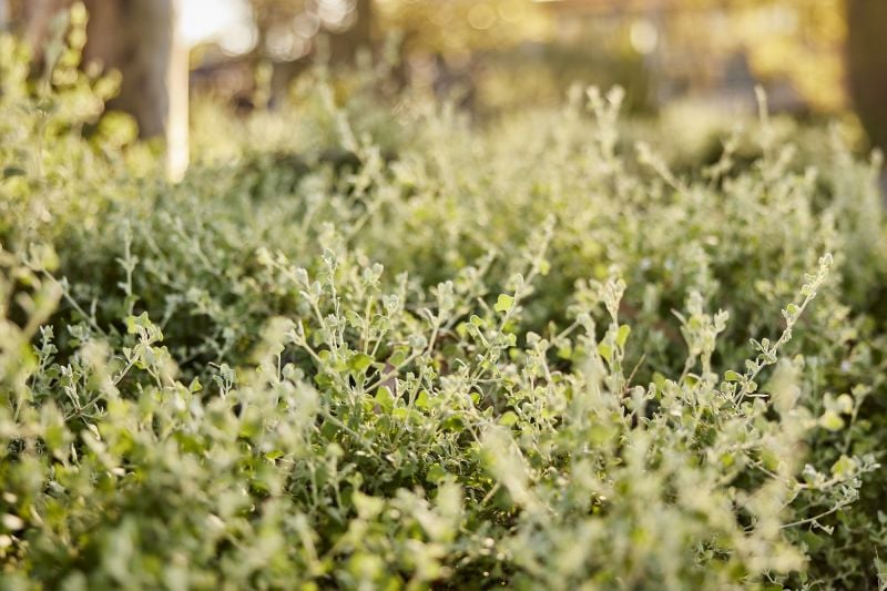  Marran Run, Thomastown