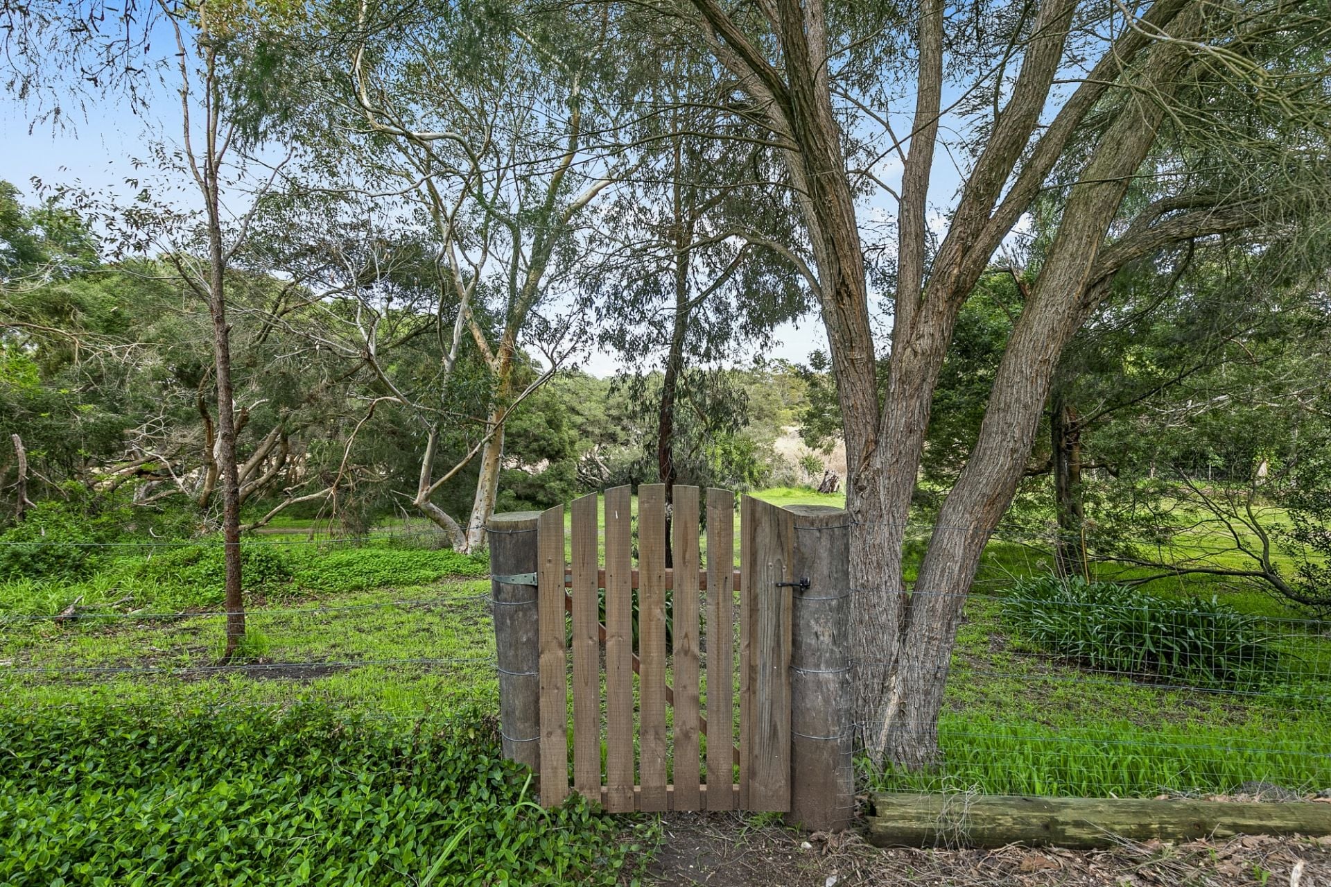 55 Alleyne Ave Torquay VIC, Torquay - Thumbnail 5