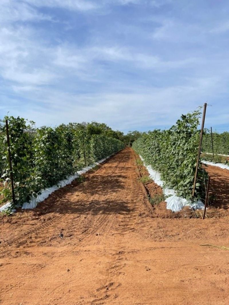 Marrakai For Sale by Farmbuy.com - image 13