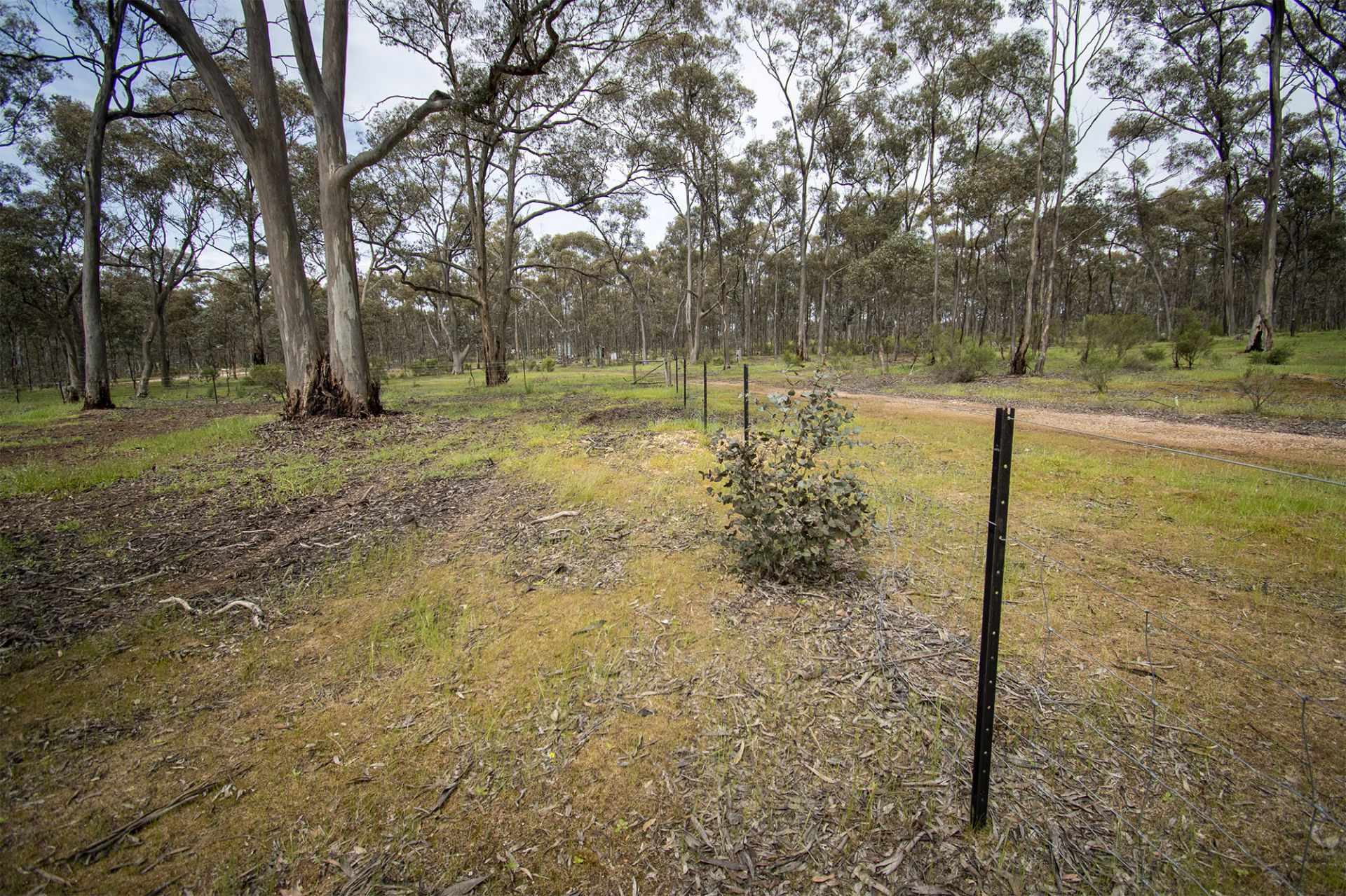 CA 10/100 Queens Birthday Mine Road Goldsborough - Via, Dunolly - Thumbnail 8