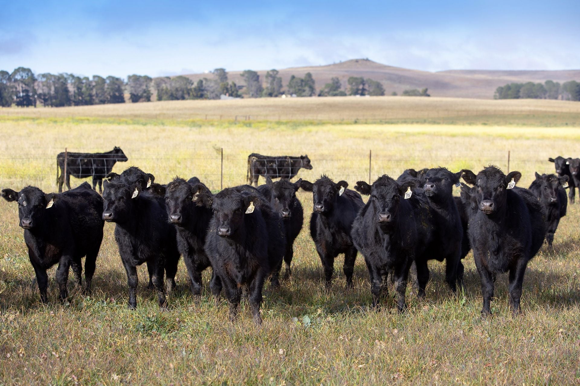 7651 Monaro Highway, Cooma, Cooma - Image 1