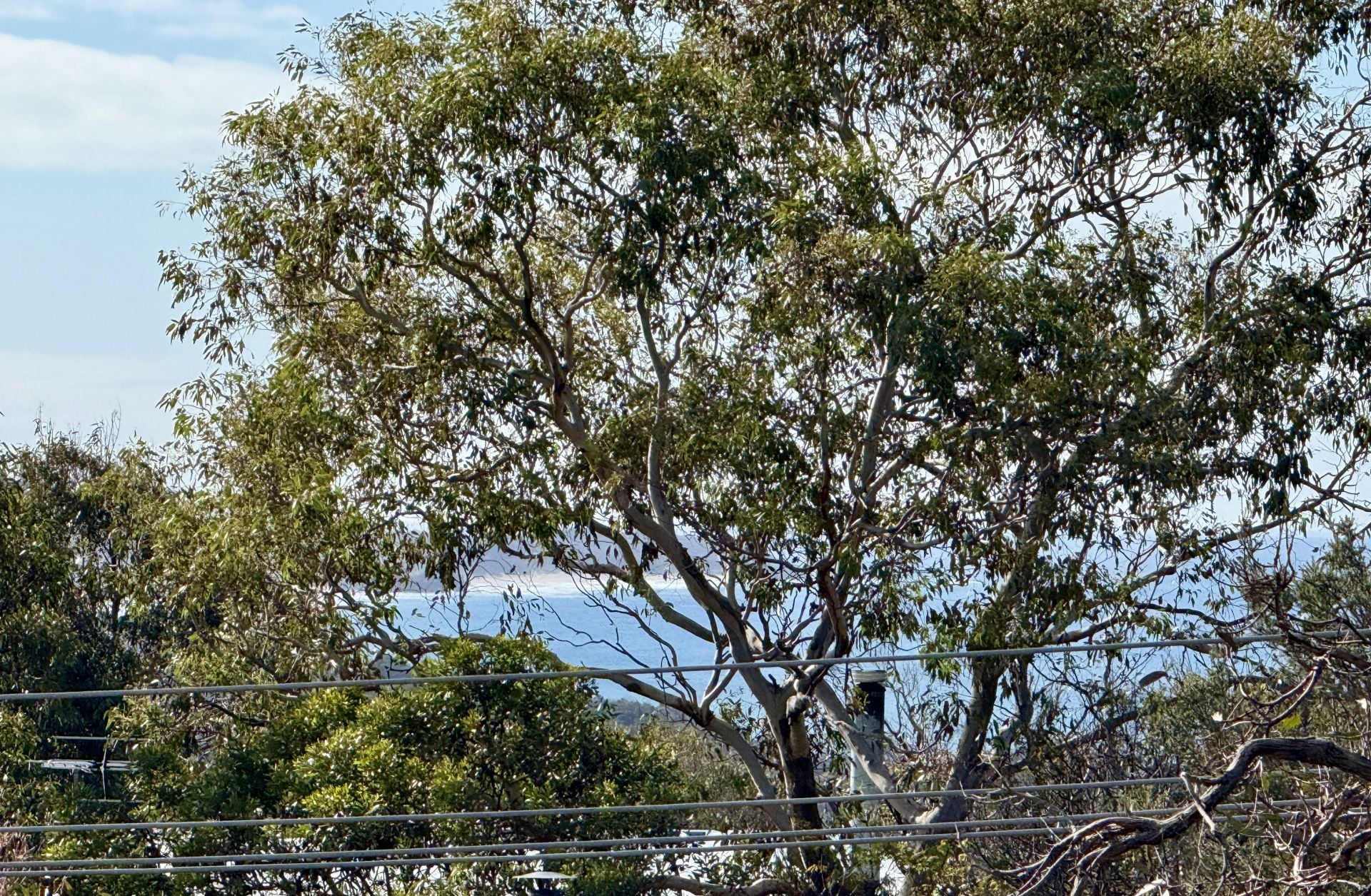 7 Craigdarroch Avenue, Anglesea - Thumbnail 5
