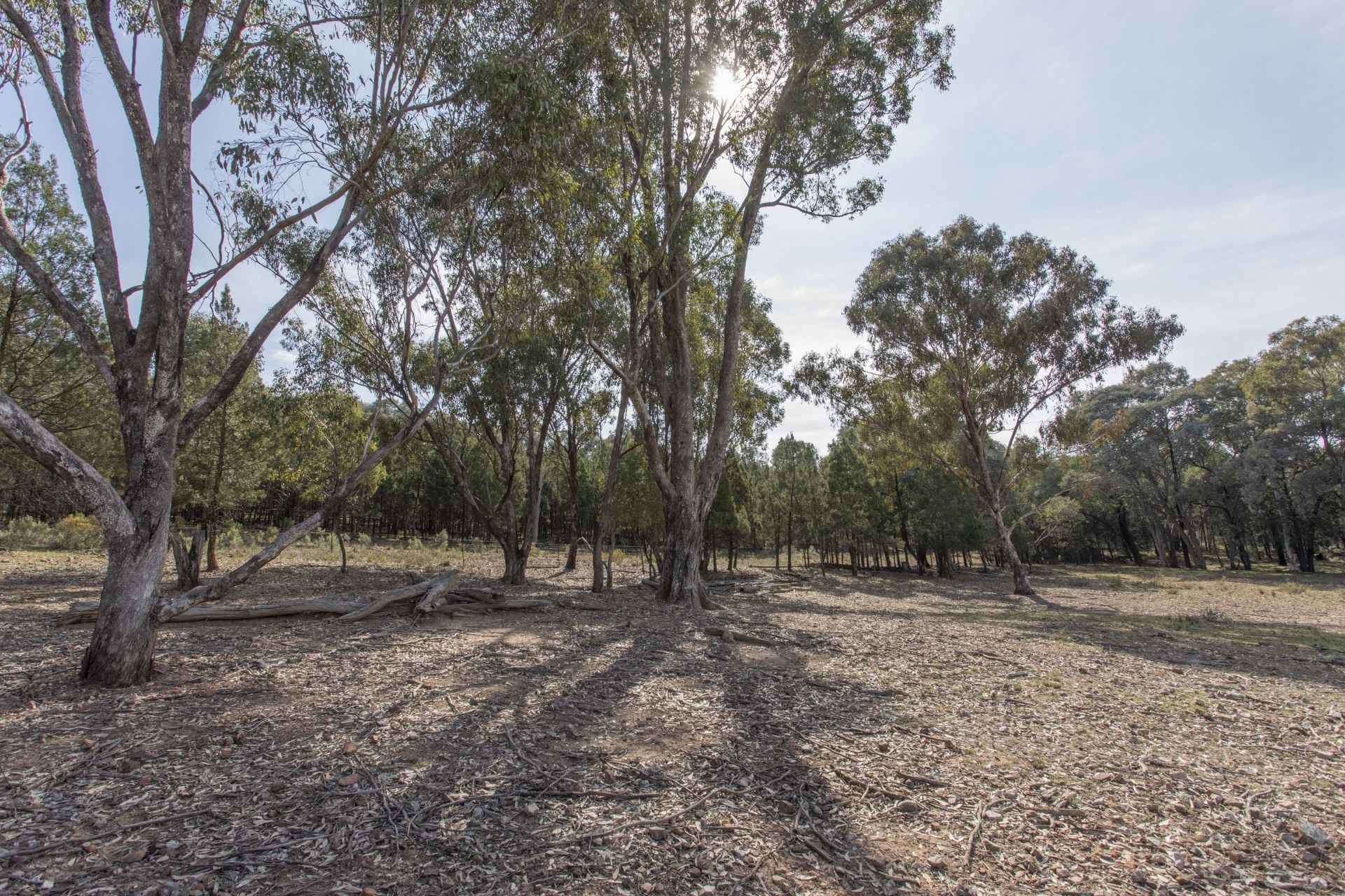 367 Stoney Hill Road, Cowra NSW, Cowra - Thumbnail 6