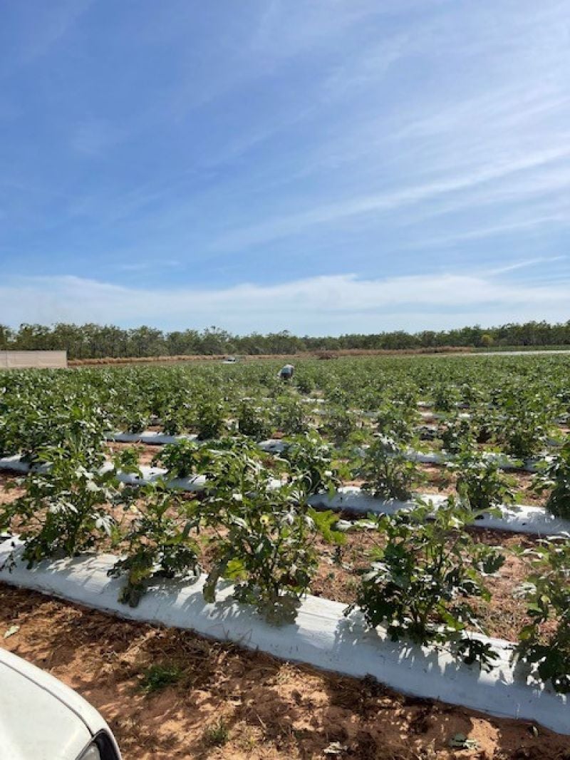Marrakai For Sale by Farmbuy.com - image 14