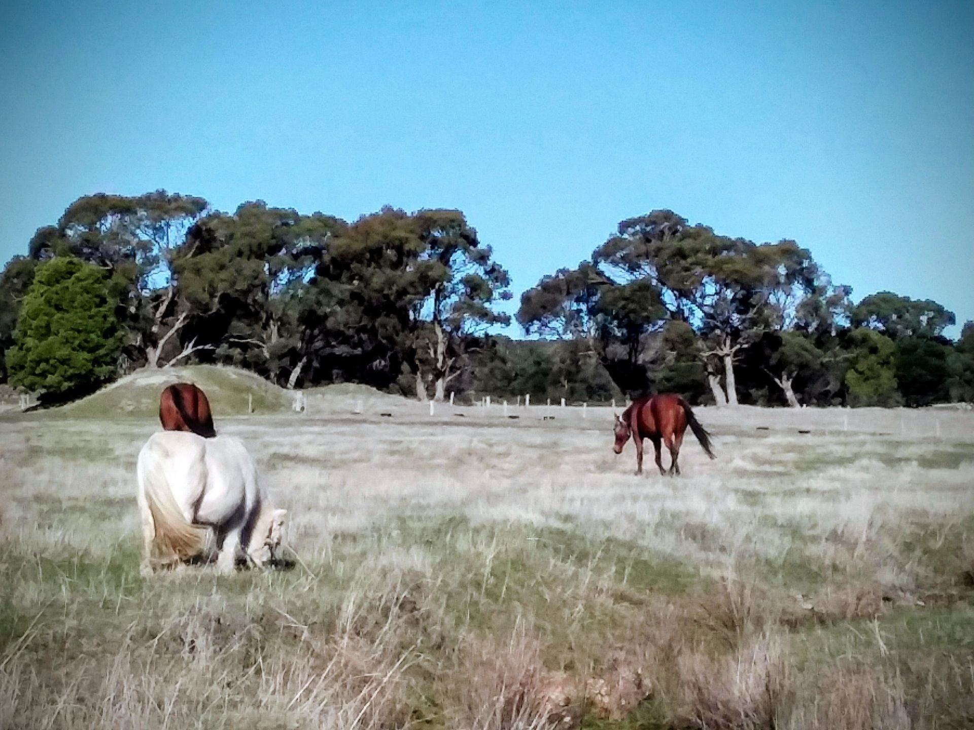 722B Tannery Road, Snake Valley, Snake Valley - Thumbnail 6