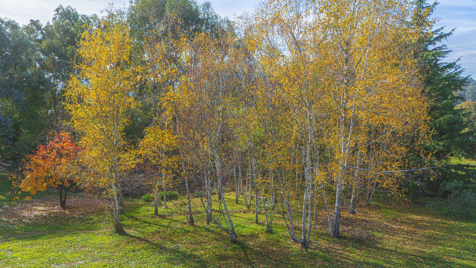 142 Buffalo Creek Road, MYRTLEFORD, Myrtleford - Thumbnail 6