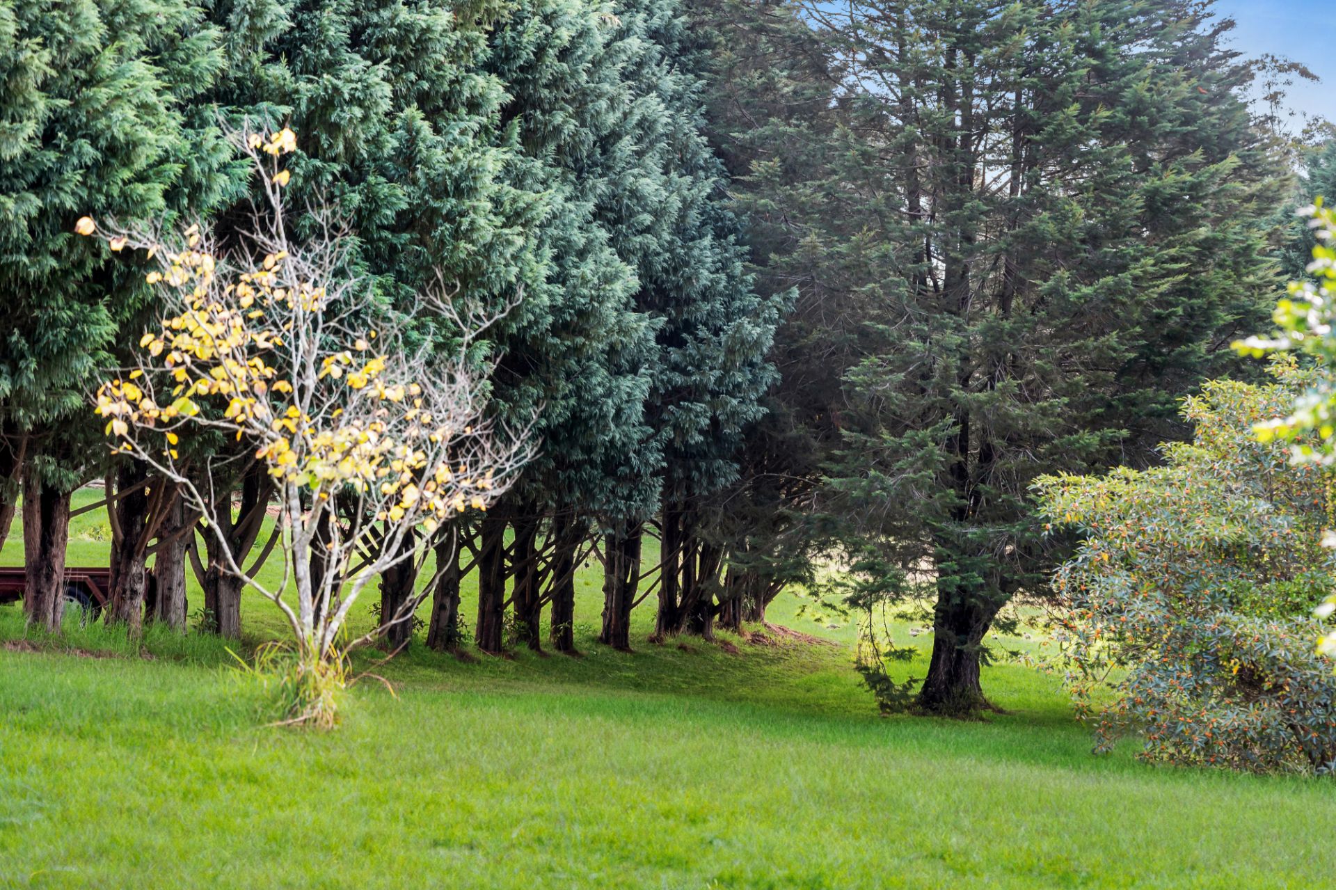 1 Jasmine Street, Colo Vale, Colo Vale - Thumbnail 7