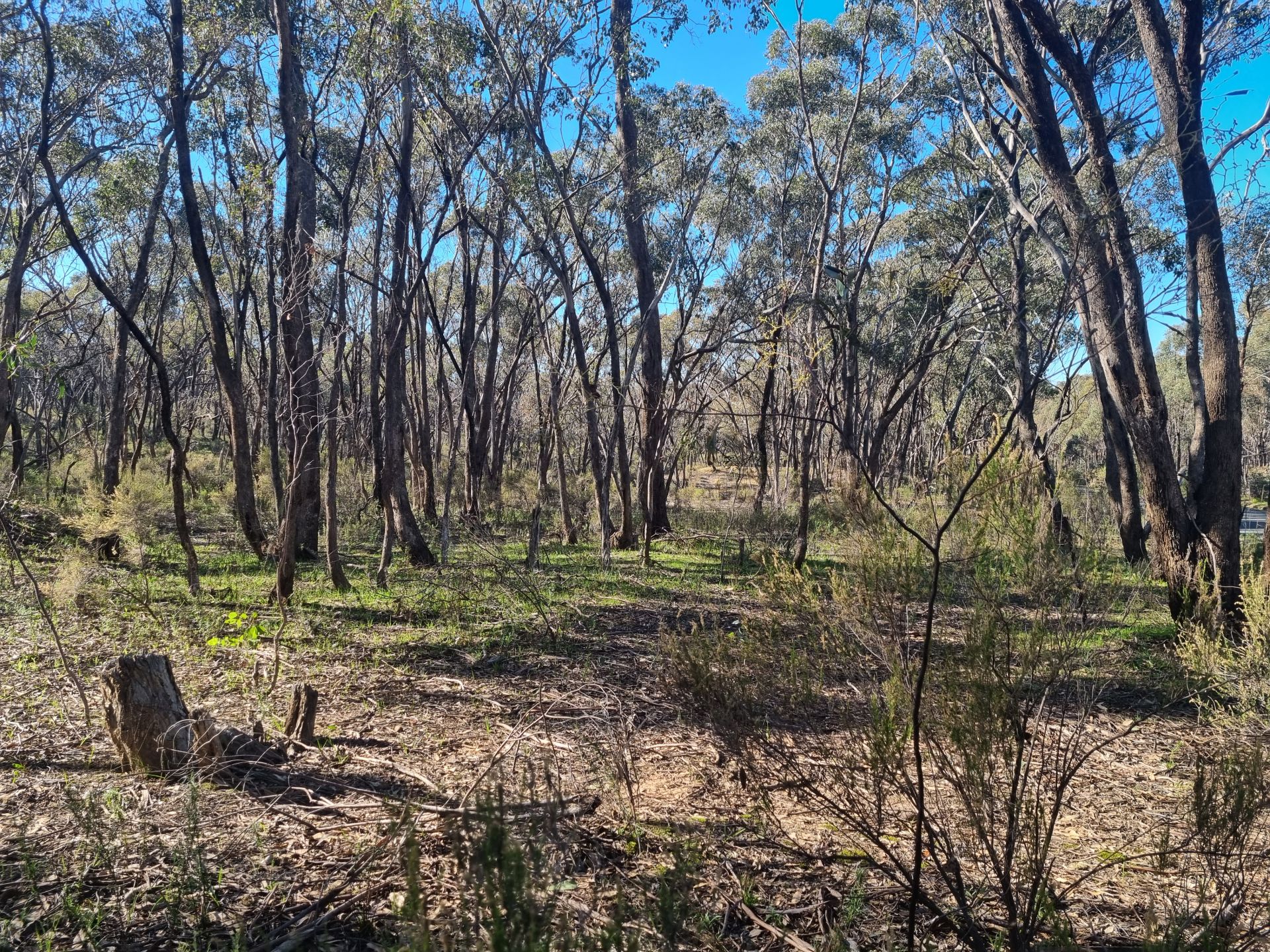 Lot 18 Native Gully Crescent Eppalock VIC, Eppalock - Thumbnail 4