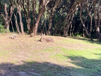 2 McIndoe Avenue, Venus Bay VIC, Venus Bay - Thumbnail 2