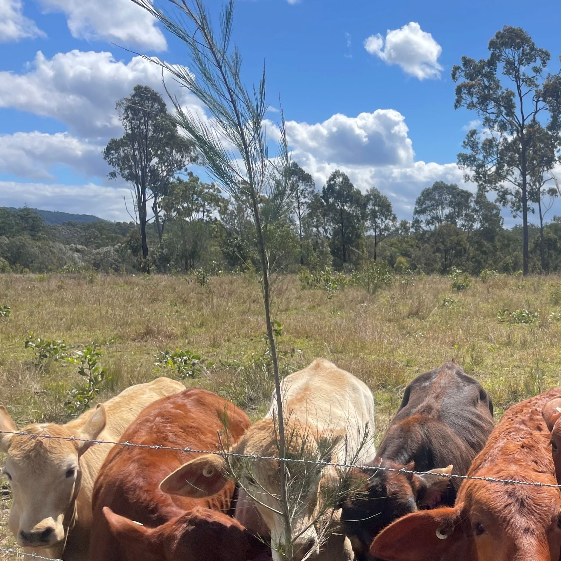 197 Stephan Road, Goomboorian For Sale by Farmbuy.com - image 30