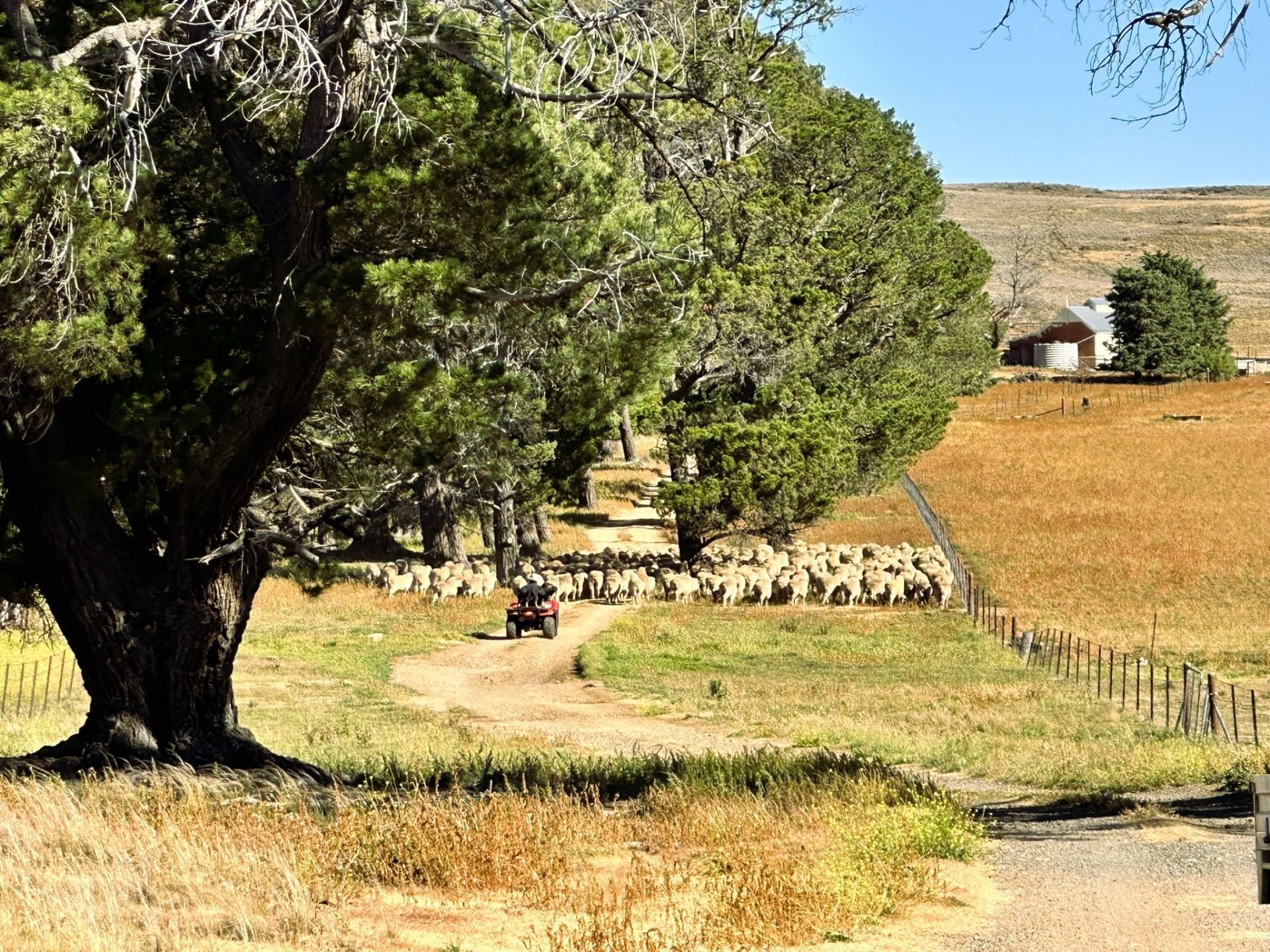 7651 Monaro Highway, Cooma, Cooma - Thumbnail 6