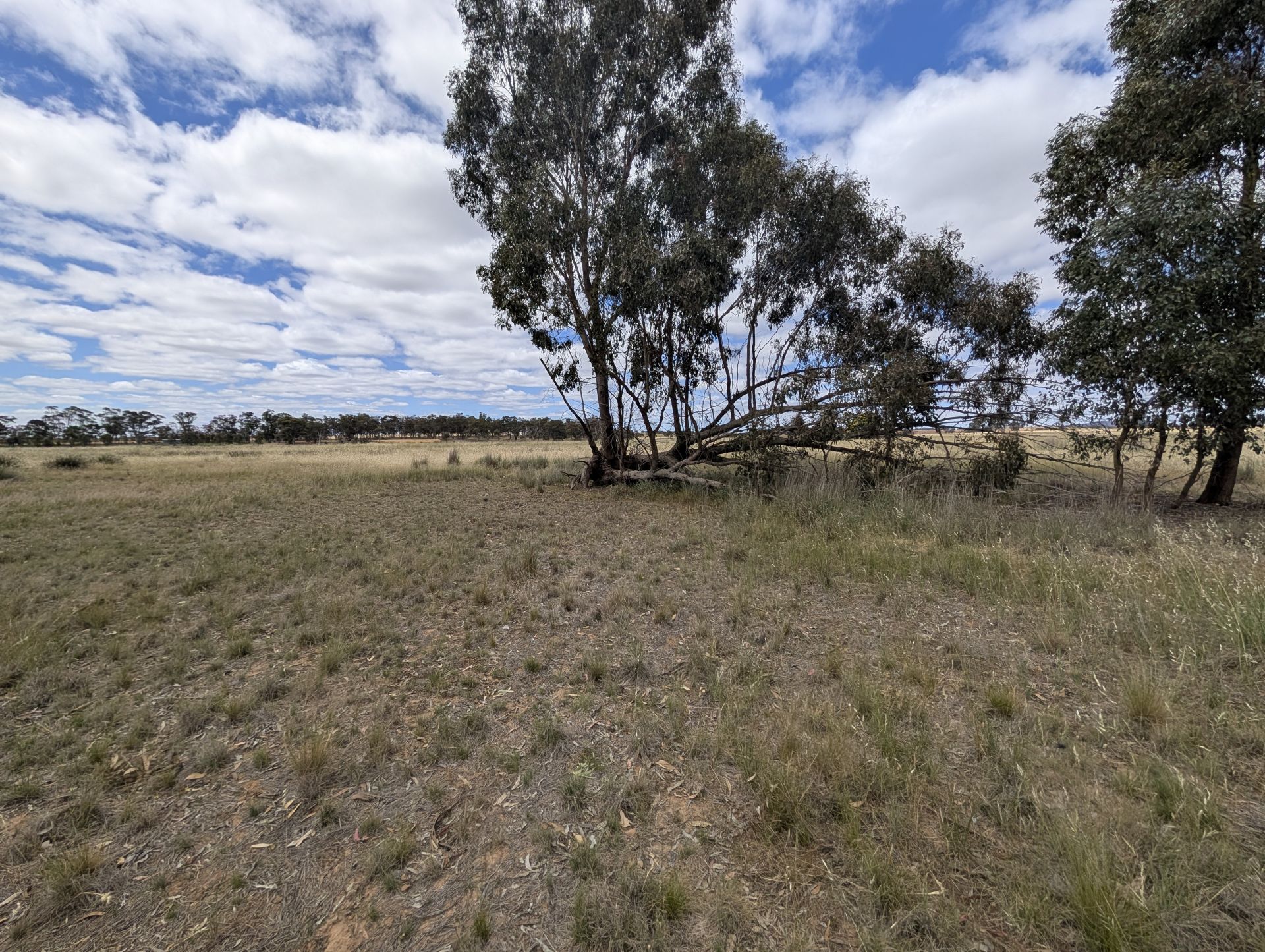 5a Logan-Bealiba Road, Cochranes Creek - Thumbnail 8